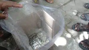 Fish seed procure from seed centre Fish Farming: मत्स्यशेती, ग्रामीण व्यवसायासाठी एक आकर्षक संधी