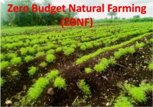 Zero Budget Natural Farming (Zbnf)
