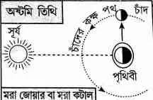 গৌণ জোয়ারের মধ্যে সময়ের পার্থক্য কত