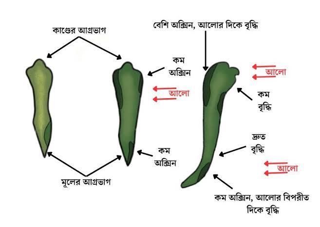 অক্সিন হরমোনের ভূমিকা কি