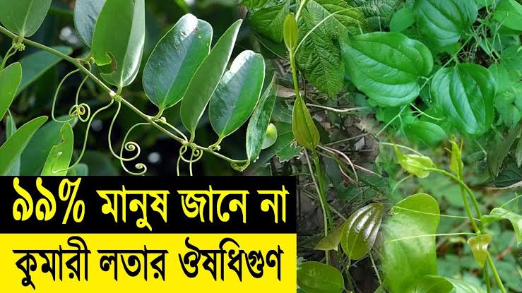 কুমারী লতা খেলে ছেলেদের কি হয়